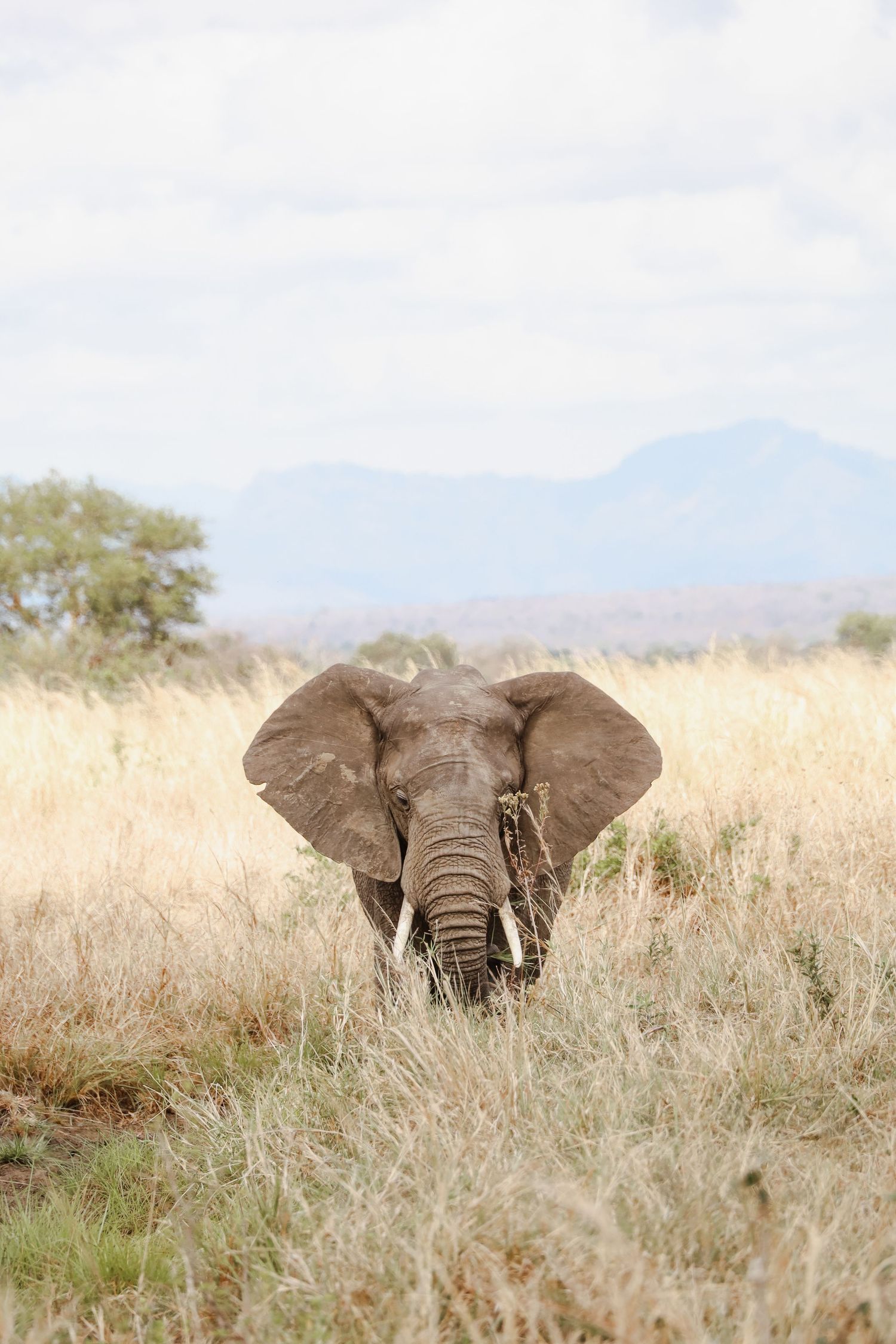An African elephant emerging from tall grass in the savanna.