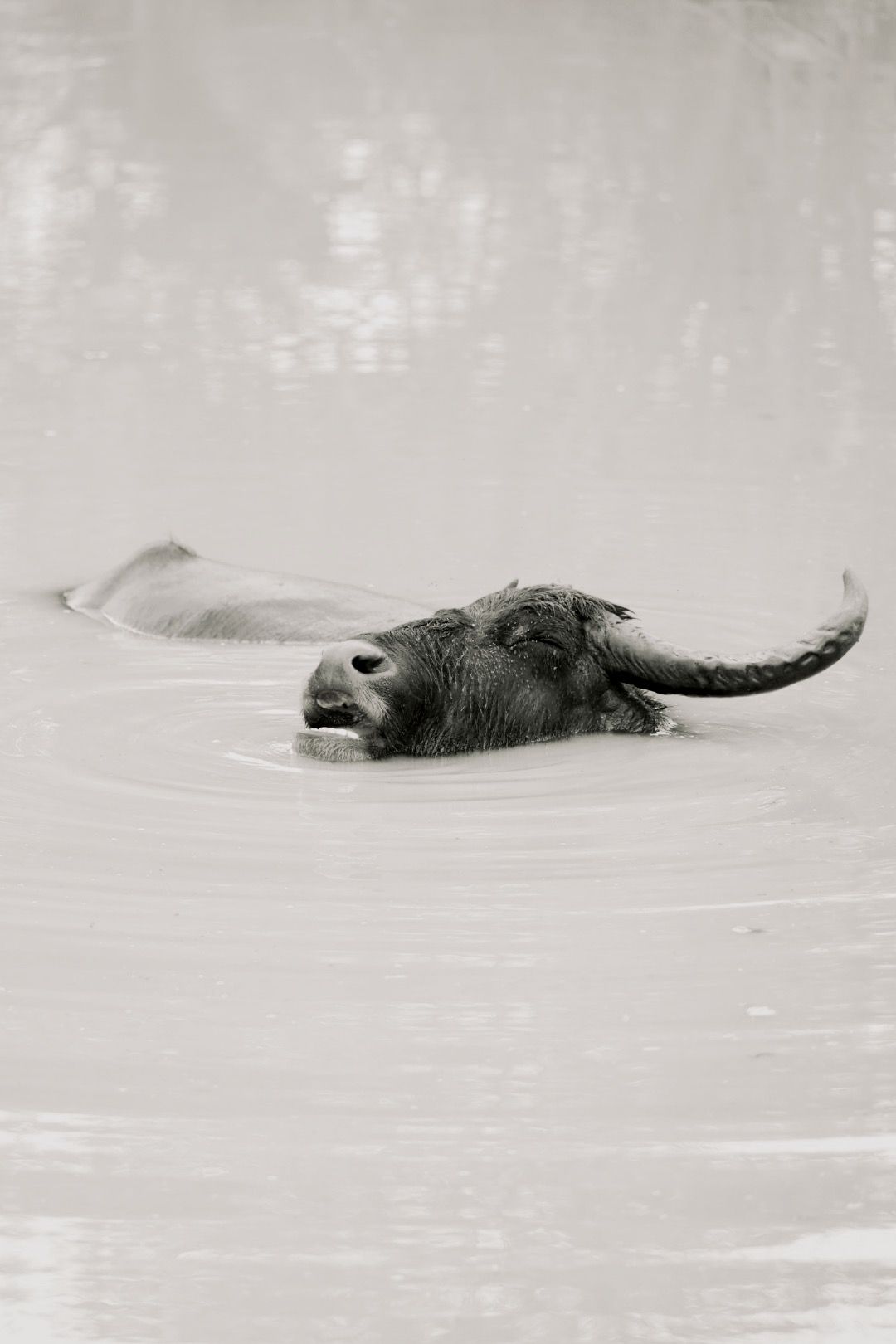 Hippopotamus swimming in murky water shown in black and white photography.