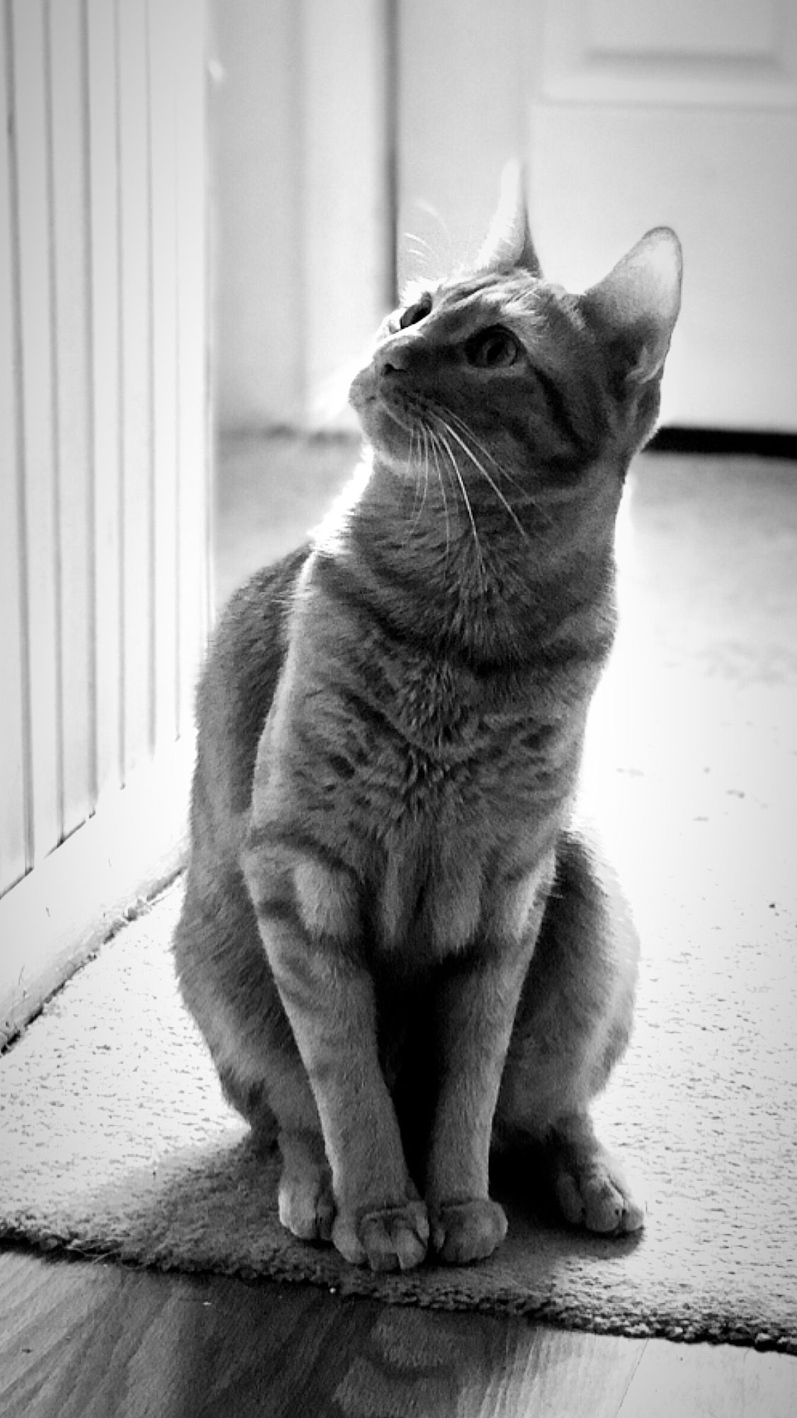 A series of four black and white photos showing a gray cat sitting and looking up near white porch railings.