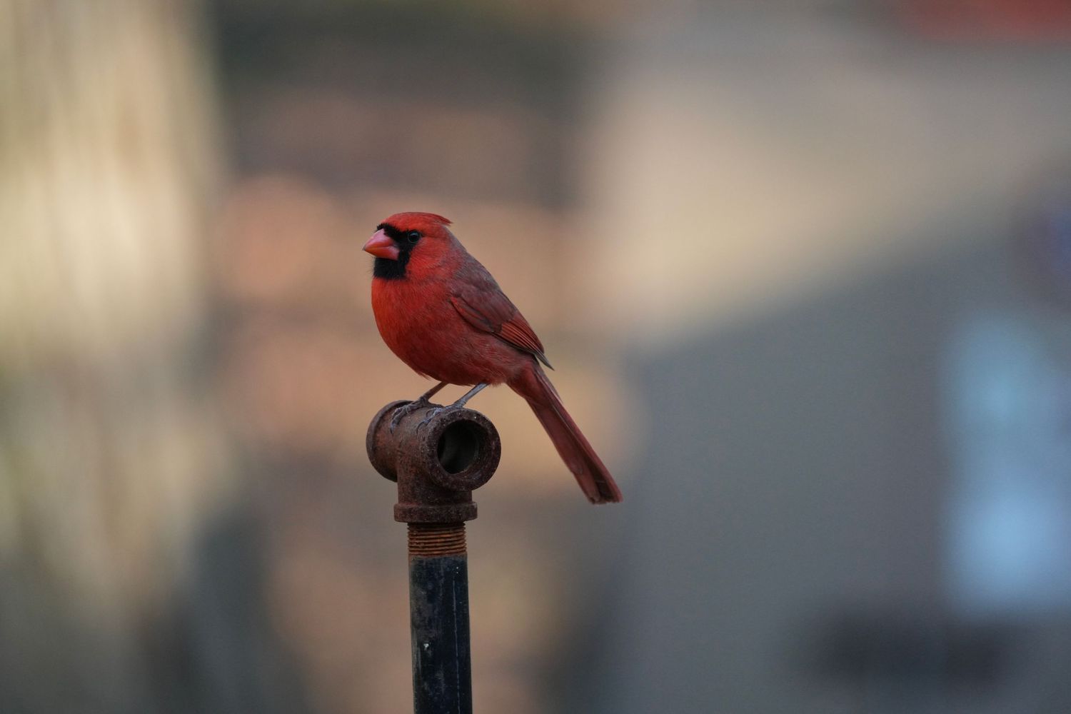 Cardinal