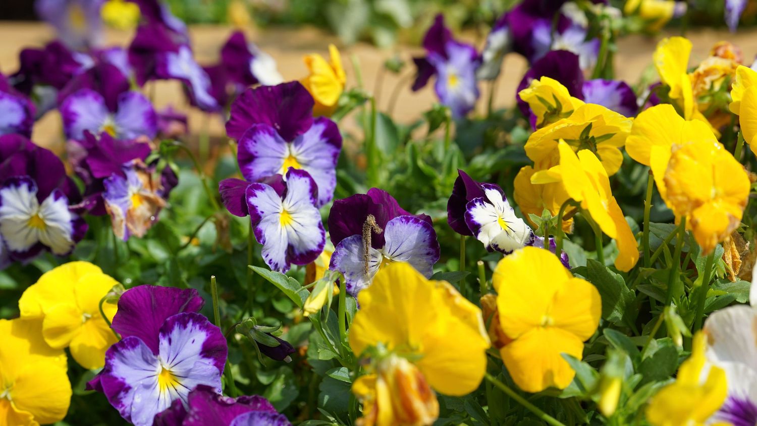 Flowers at a Garden