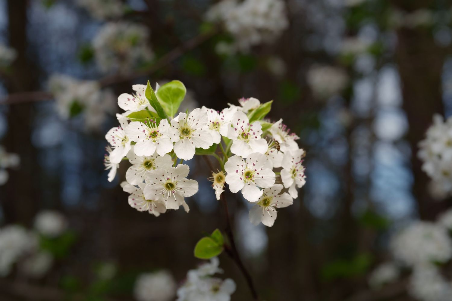 Delicate white pear or cherry blossoms blooming on a branch against a dark blurred background.