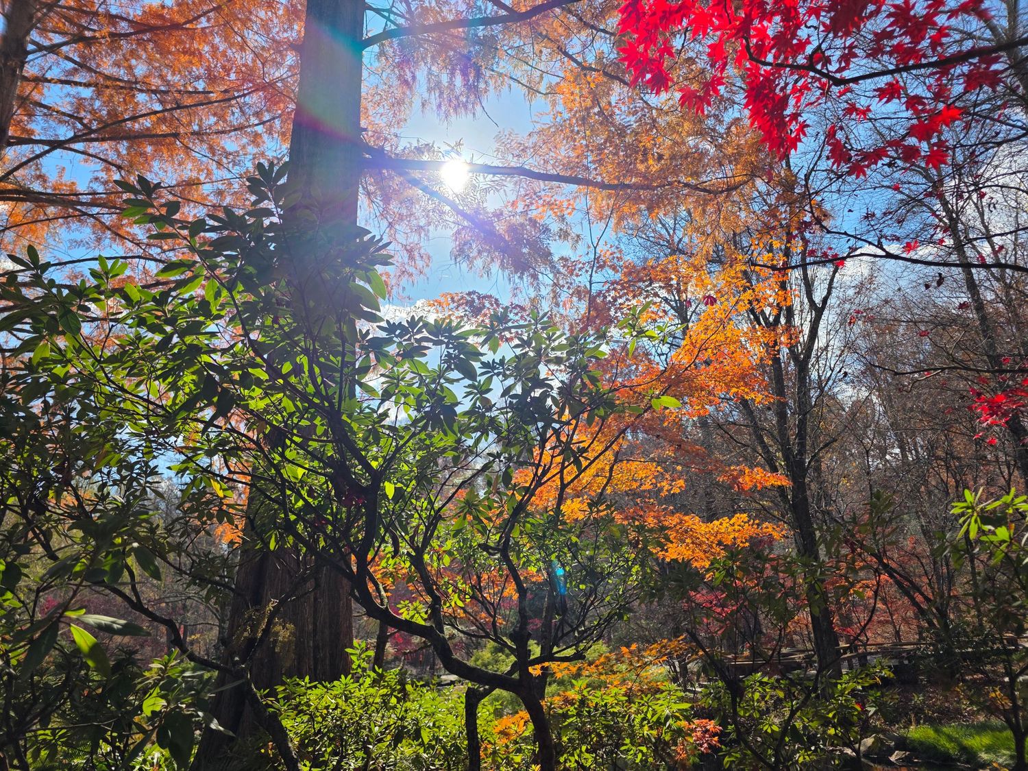 Autumn trees with vibrant red and orange foliage line a path in a tranquil Japanese garden setting.