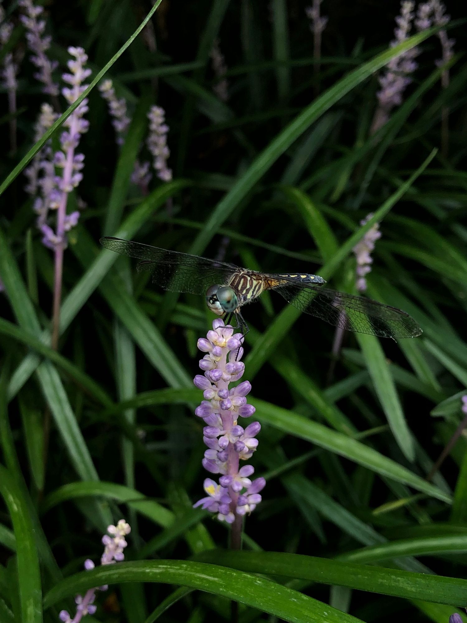 Purple liatris flowers bloom in a garden with a dragonfly perched on one of the delicate spikes.
