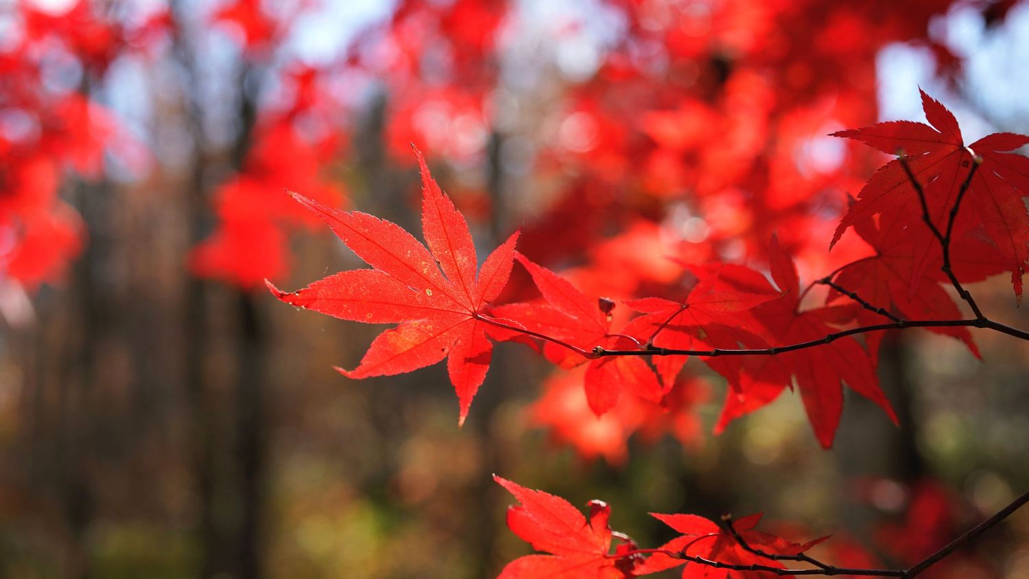 Autumn orange red leaves