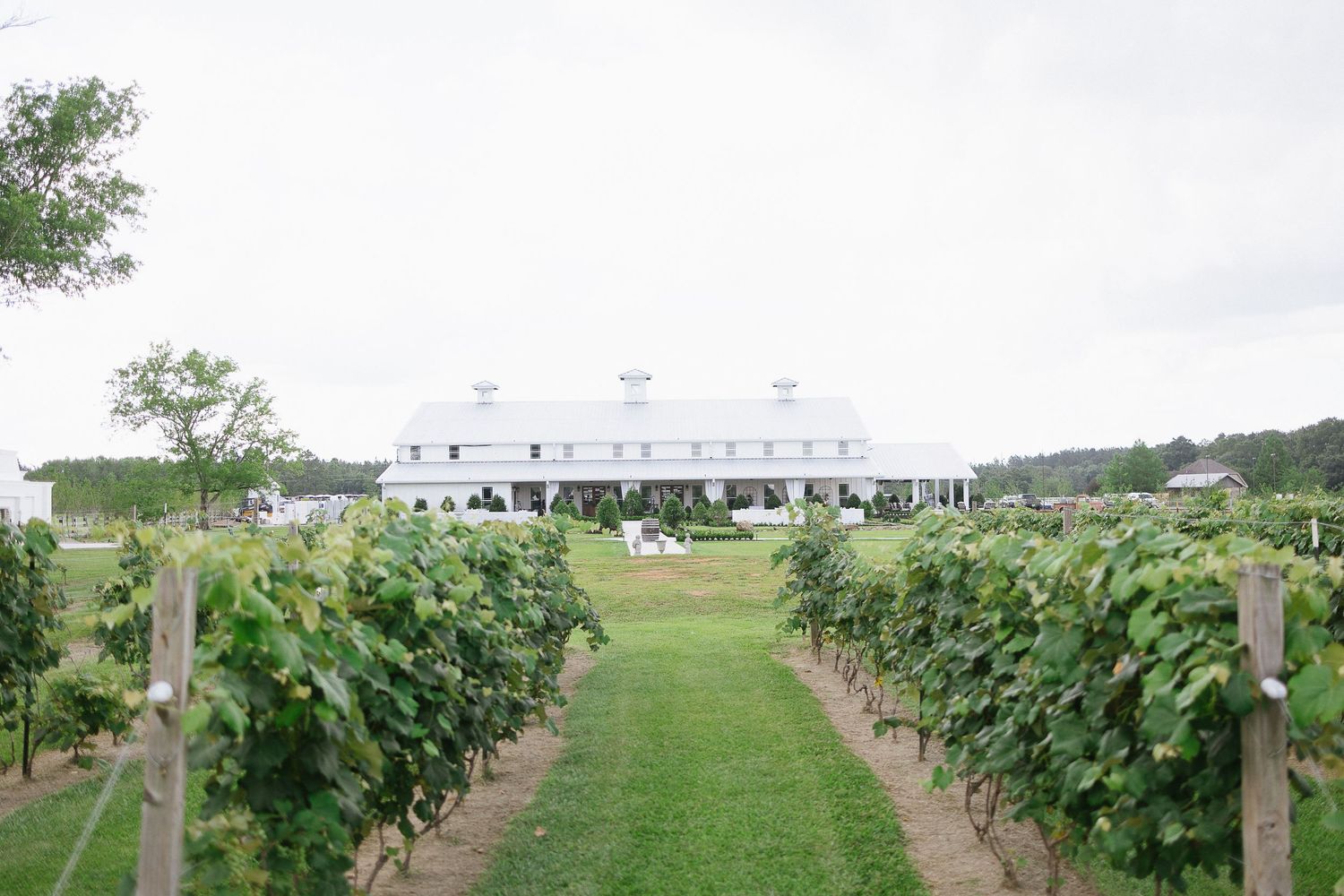 Milicevic Vineyard wedding photography Abita Springs, Louisiana