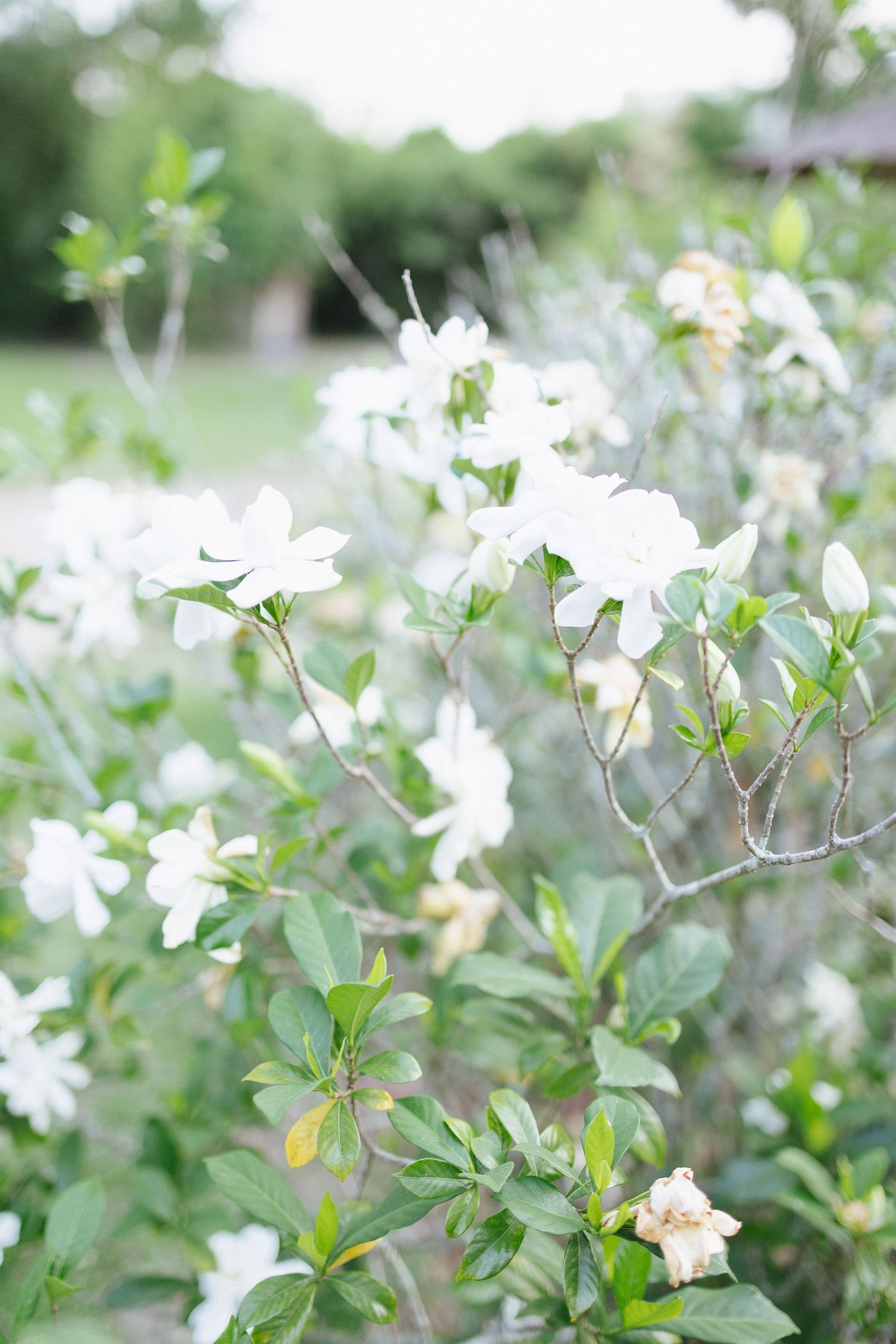 Southern Louisiana Wedding Photographer Mandeville, Louisiana