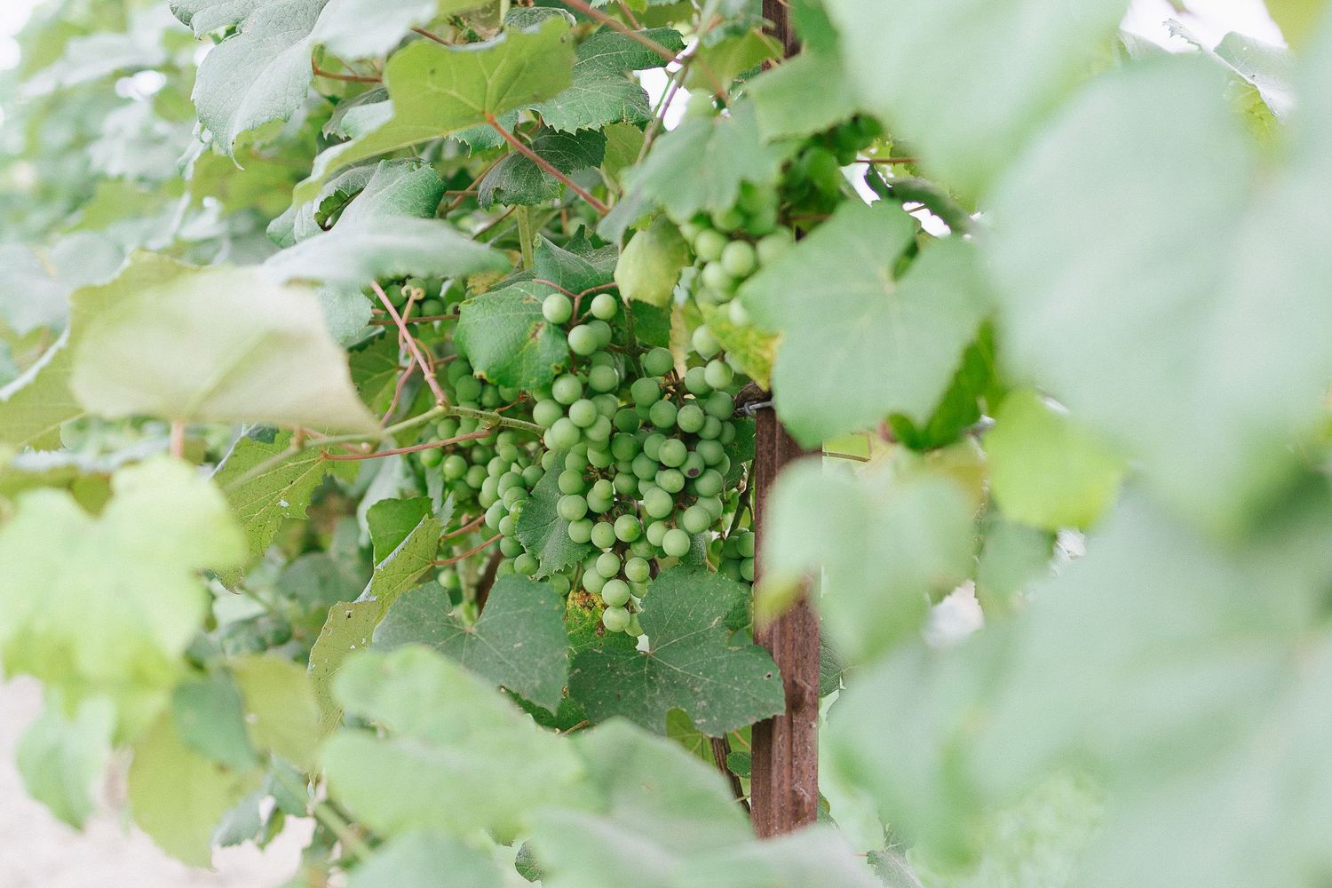 Milicevic Vineyard wedding photography Abita Springs, Louisiana