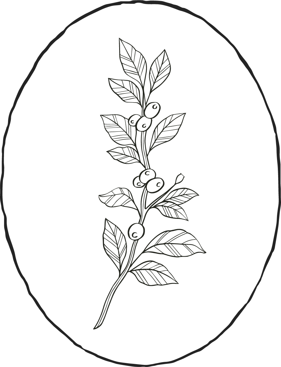 Black and white botanical sketch of a berry sprig with leaves in oval frame.