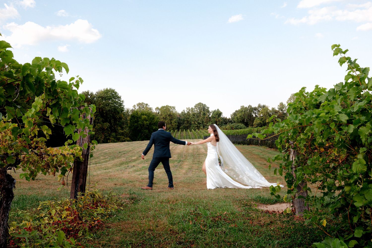 Bride and groom walk hand in hand through lush vineyard rows on their wedding day.