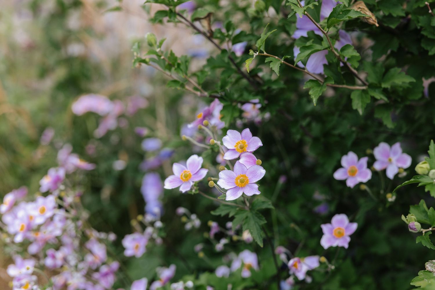 Delicate light pink wildflowers with yellow centers bloom among lush green foliage in a natural garden setting.