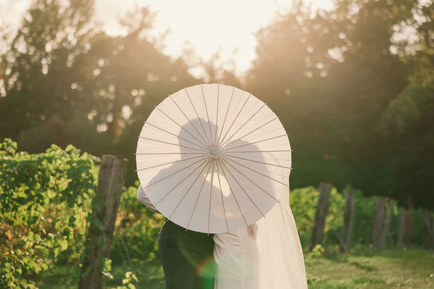 Bride and groom kissing behind white parasol umbrella in sun-drenched vineyard at golden hour.