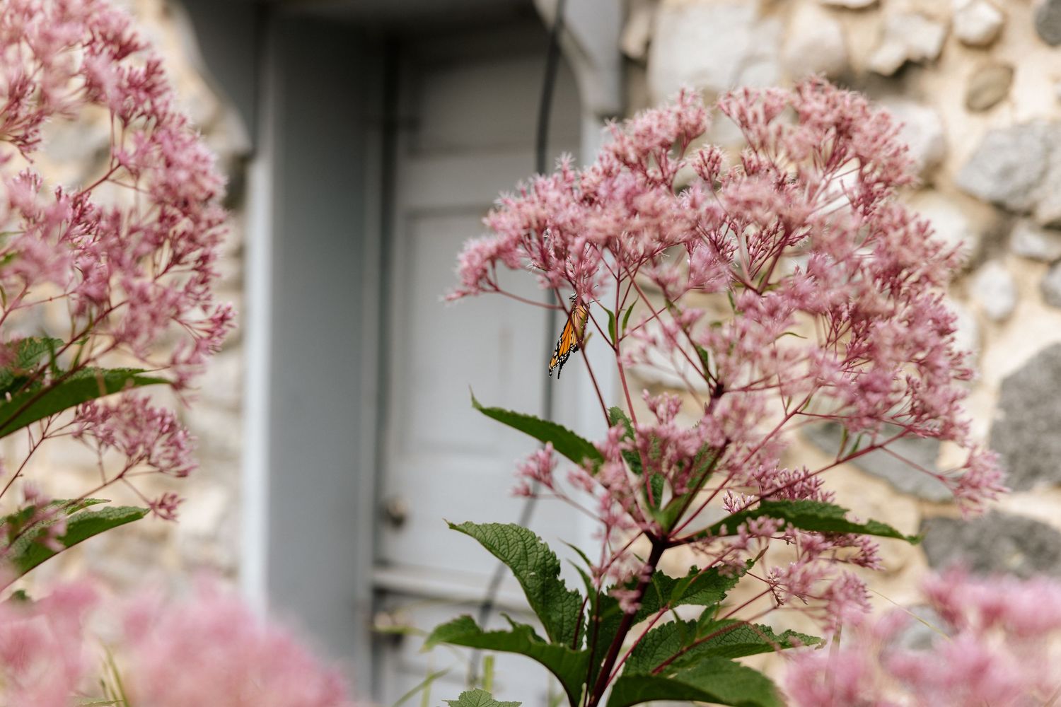 Delicate pink Joe Pye weed flowers bloom in front of a rustic stone wall with a gray window.