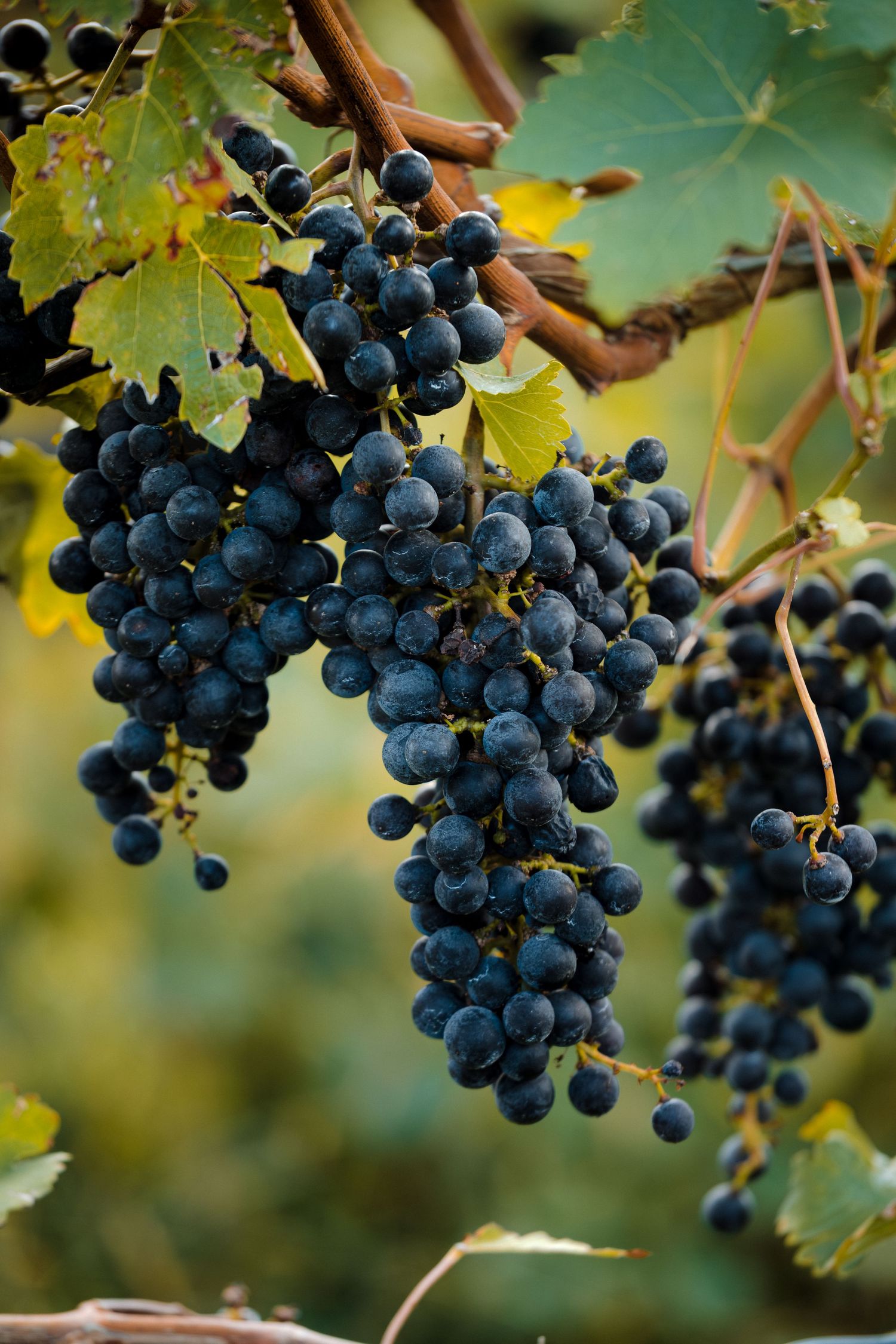 Close-up of ripe dark purple grape clusters hanging from vine branches with green leaves in a vineyard.
