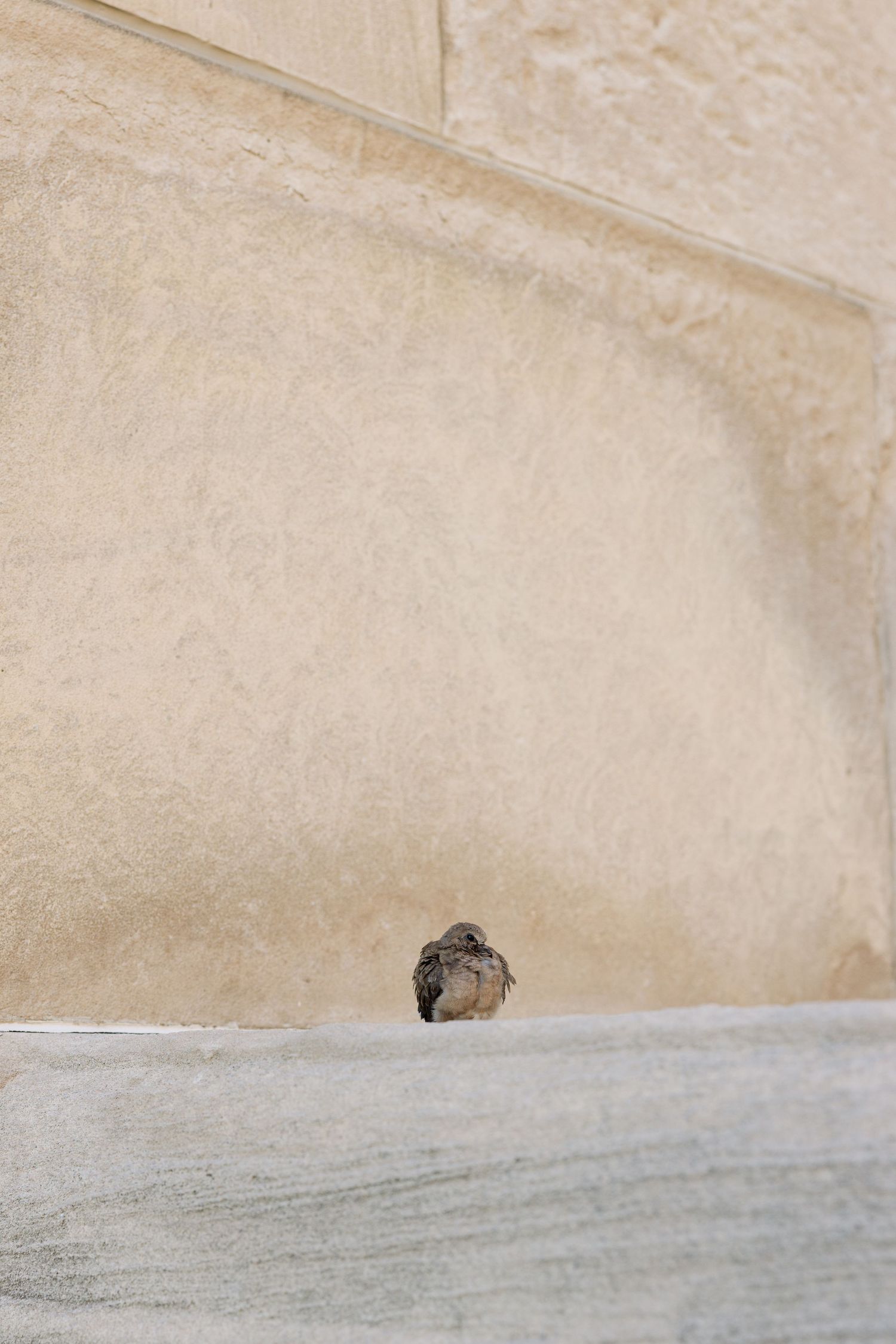 A small brown sparrow perched on a stone ledge against a beige textured wall.