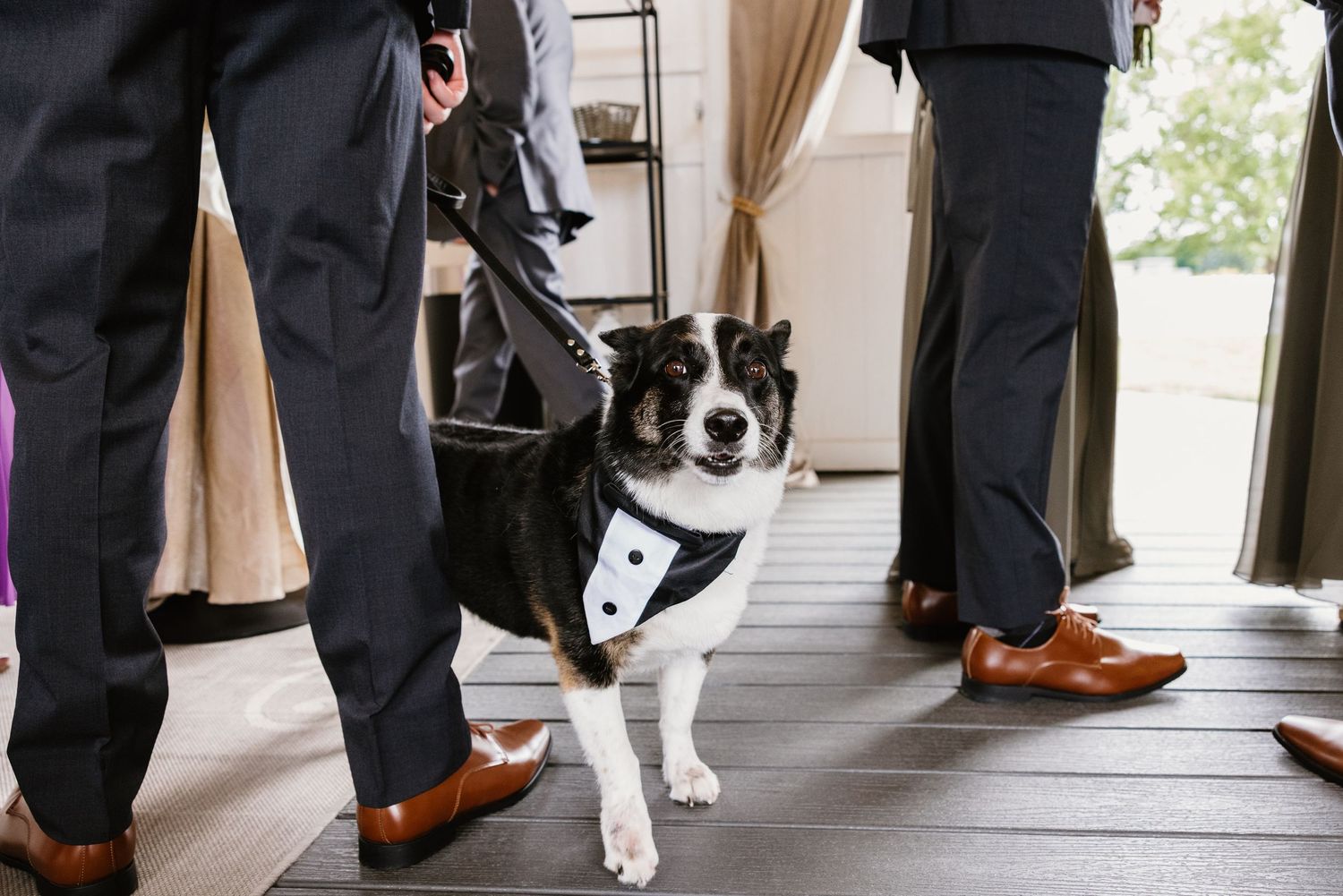 A small dog wearing a tuxedo bandana stands among groomsmen in suits and brown dress shoes at a wedding.