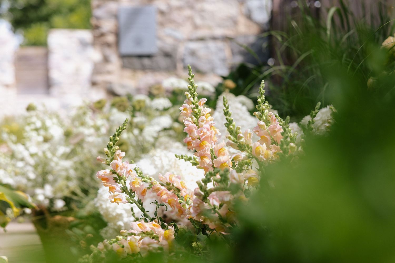 Soft peach snapdragons and white flowers bloom in a lush garden with a stone wall backdrop.