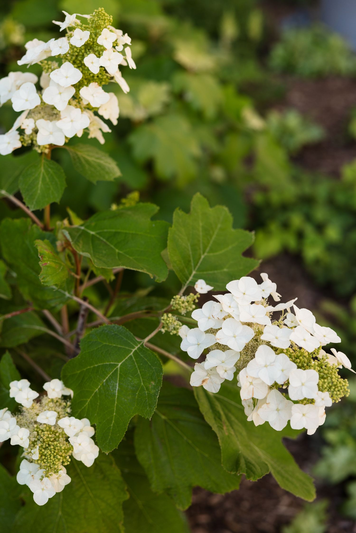 White oakleaf hydrangea blooms with green leaves in a garden setting.