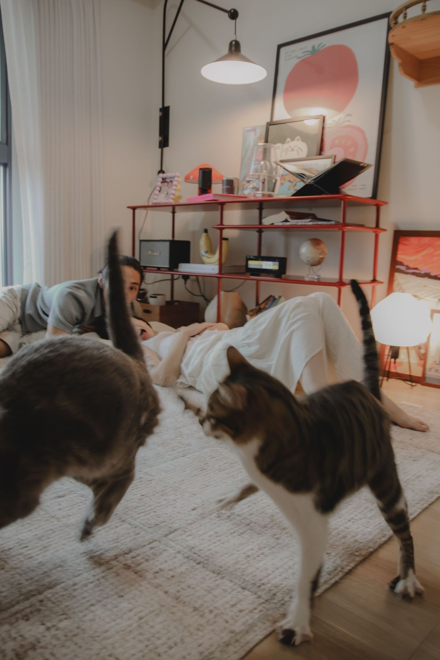 In-home pet photography in Singapore with jingwensathome