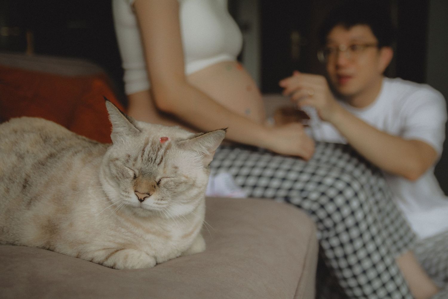 in-home maternity portrait photography in Singapore with natural light, emotional storytelling and cats