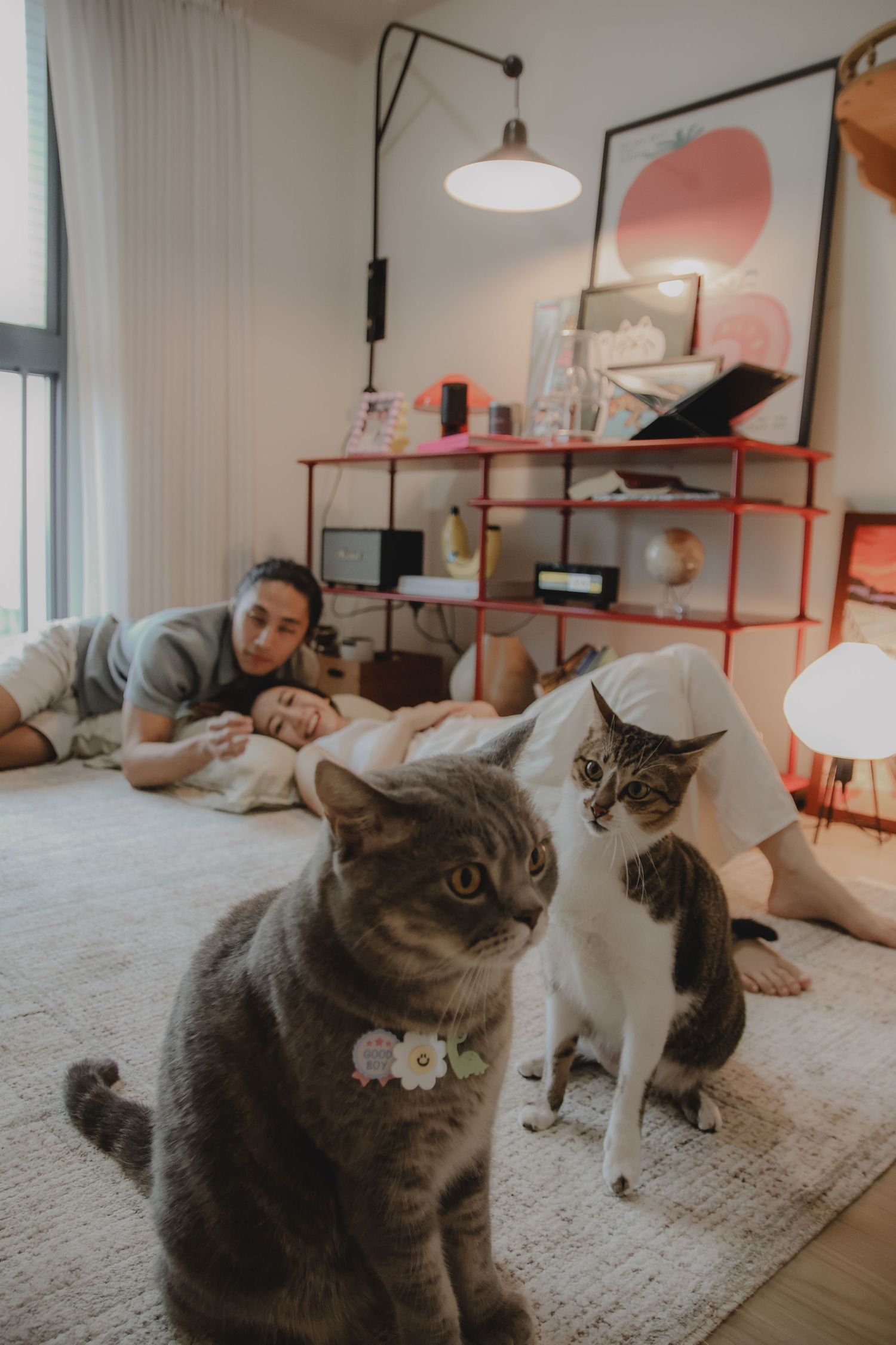 In-home pet photography in Singapore with jingwensathome