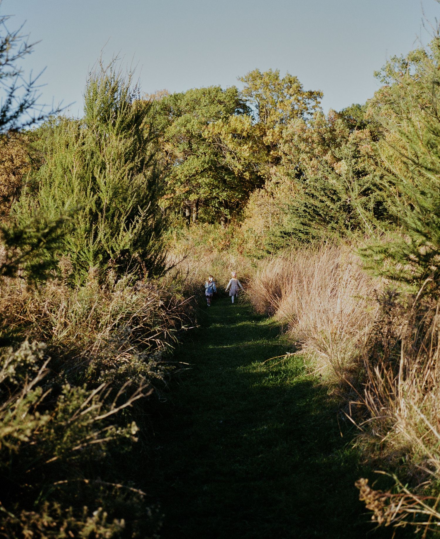 Natural pathway through evergreen trees and tall grass during golden hour.
