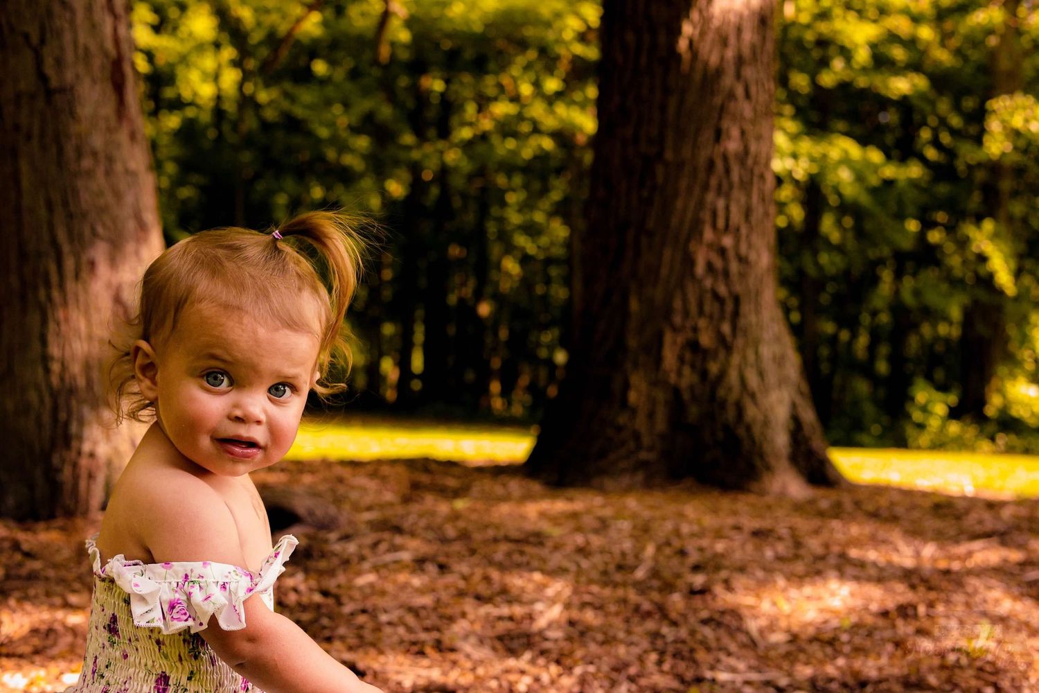Outdoor family photo session among tall pine trees in warm sunlight.