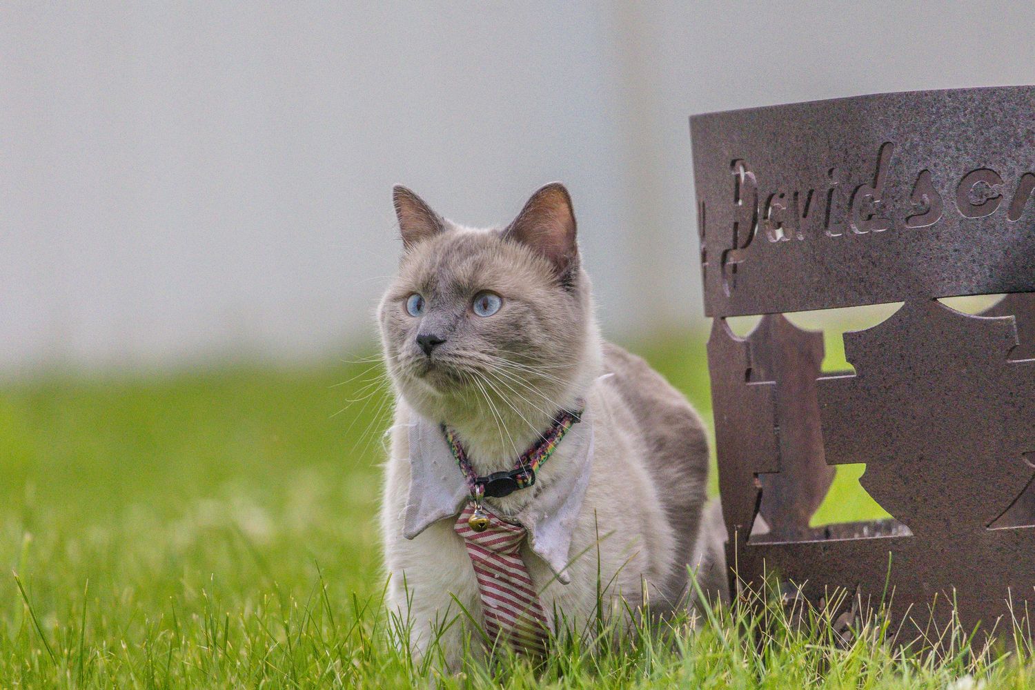 Grey cat looking up while sitting in grass next to wooden fence.