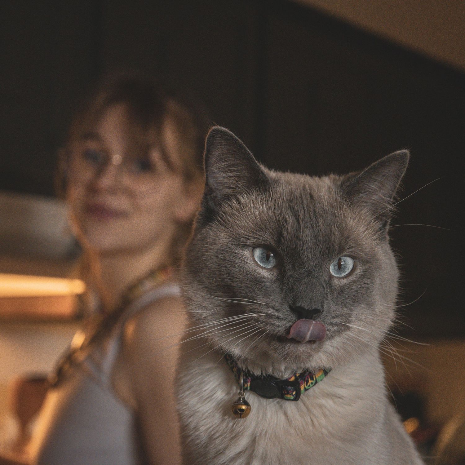 Close-up portraits of a grey Ragdoll cat with striking blue eyes.