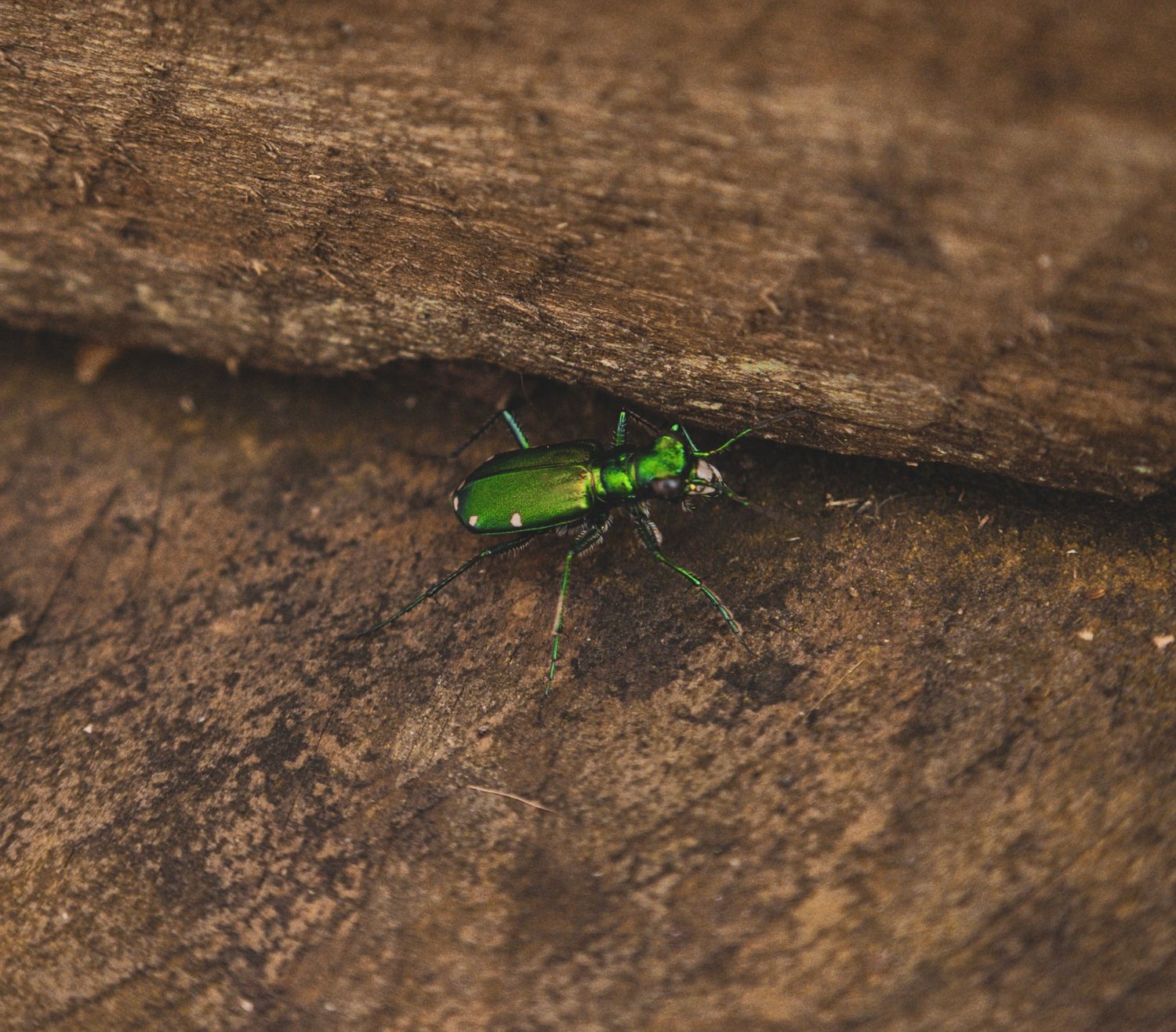 A bright green tiger beetle perched on weathered brown wood displays its iridescent metallic coloring.