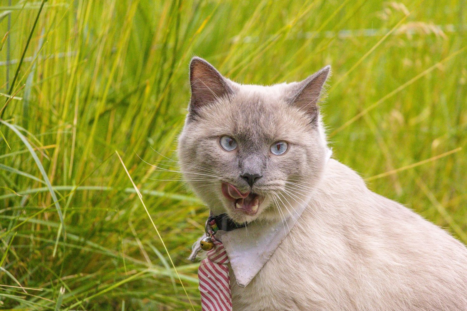 Close-up portraits of a gray cat with expressive eyes in tall green grass.