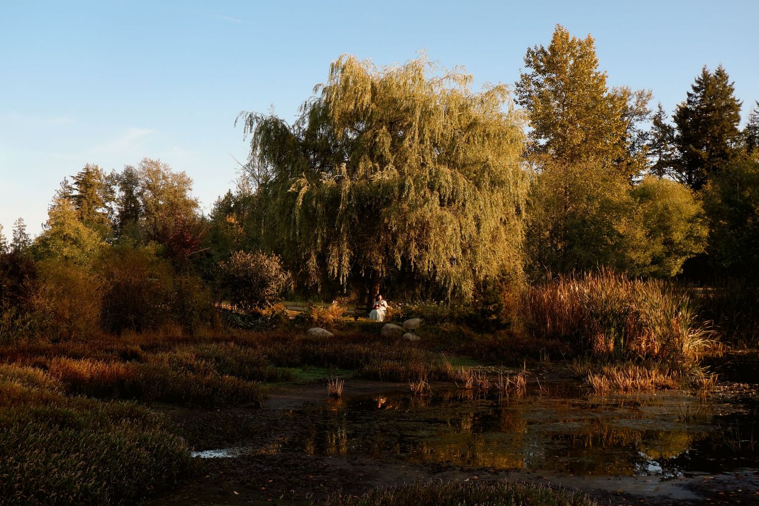 Autumn landscape with weeping willow tree reflected in a calm pond surrounded by colorful fall foliage at golden hour.