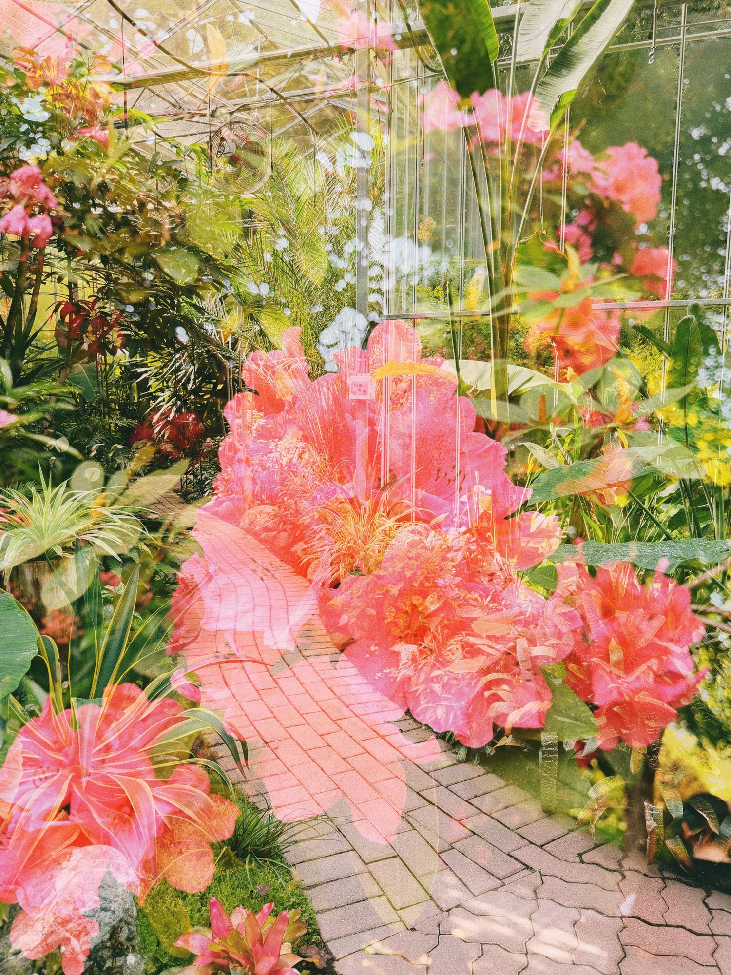 Vibrant pink tropical flowers and lush greenery inside a greenhouse with brick pathway.