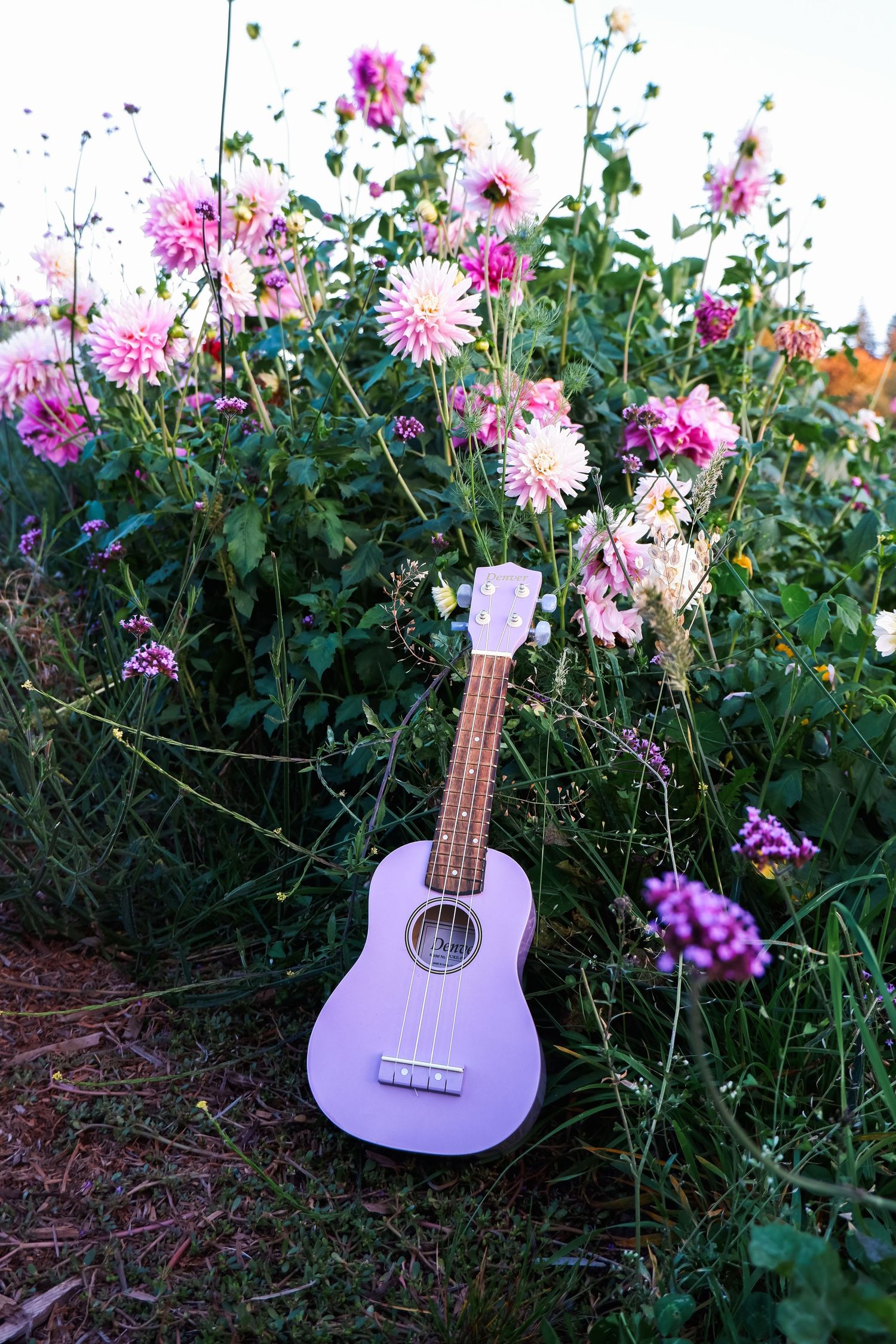 A lavender ukulele leaning against vibrant pink dahlia flowers in a lush green garden setting.