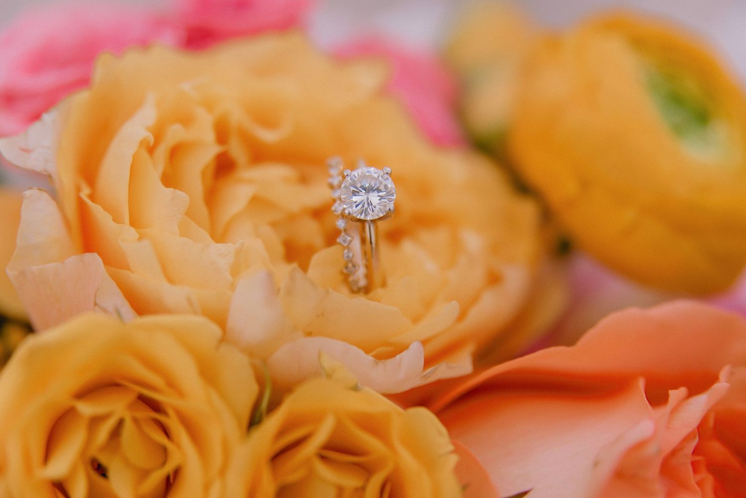 Close-up of peach and orange garden roses with soft focus petals.
