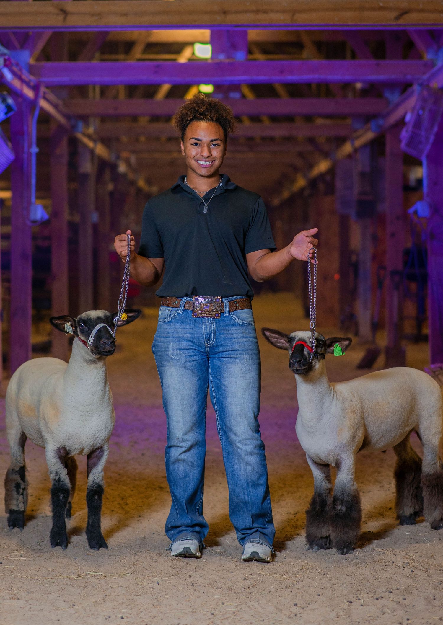 Two show lambs with their handler in a barn with purple lighting.