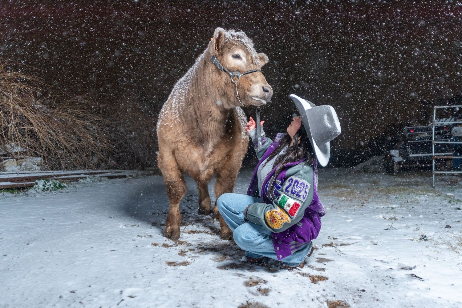 A brown cow interacts with someone wearing a purple jacket and cowboy hat in snowy conditions.