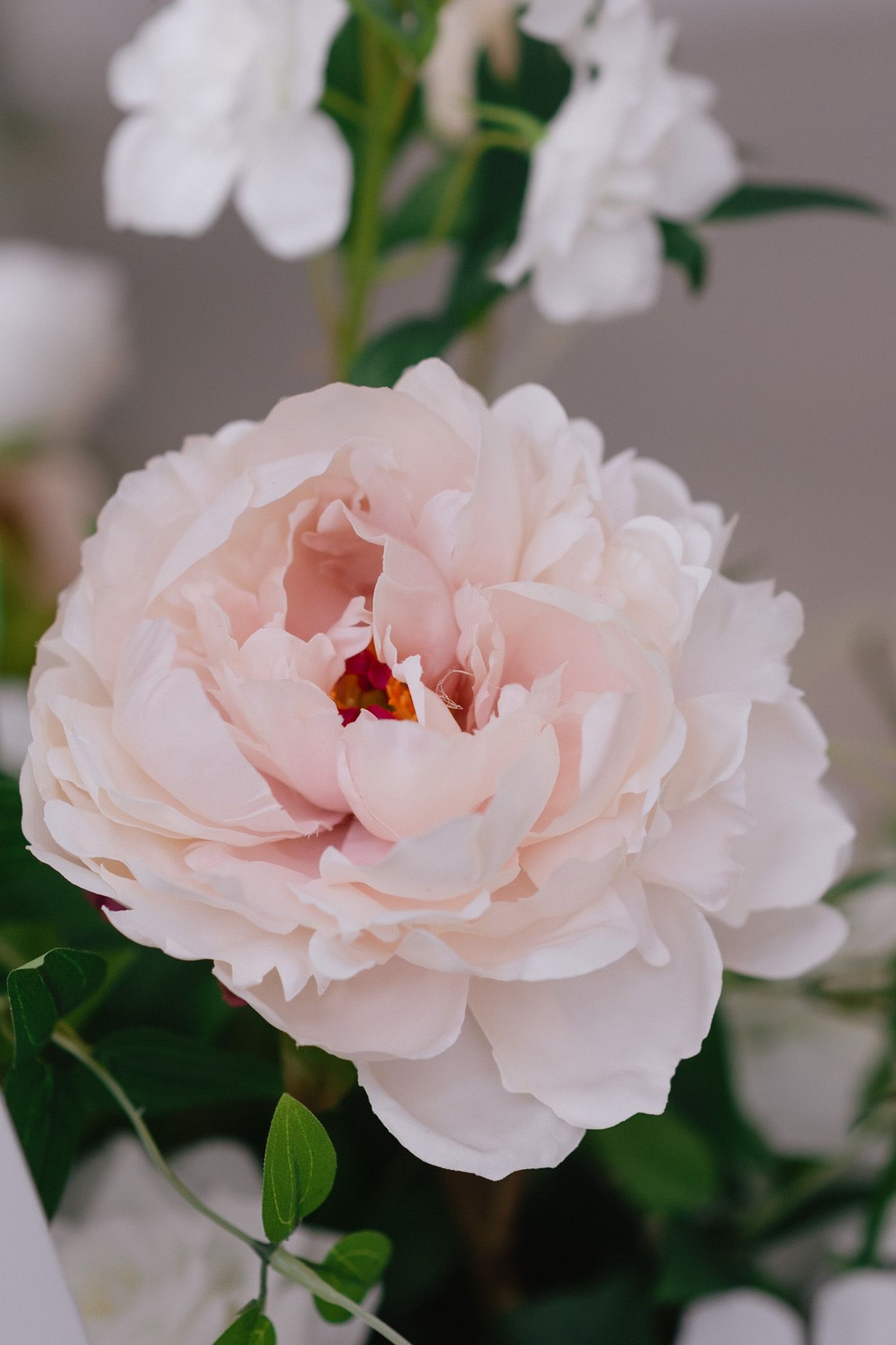 Close-up of delicate pink garden roses with soft petals in full bloom.