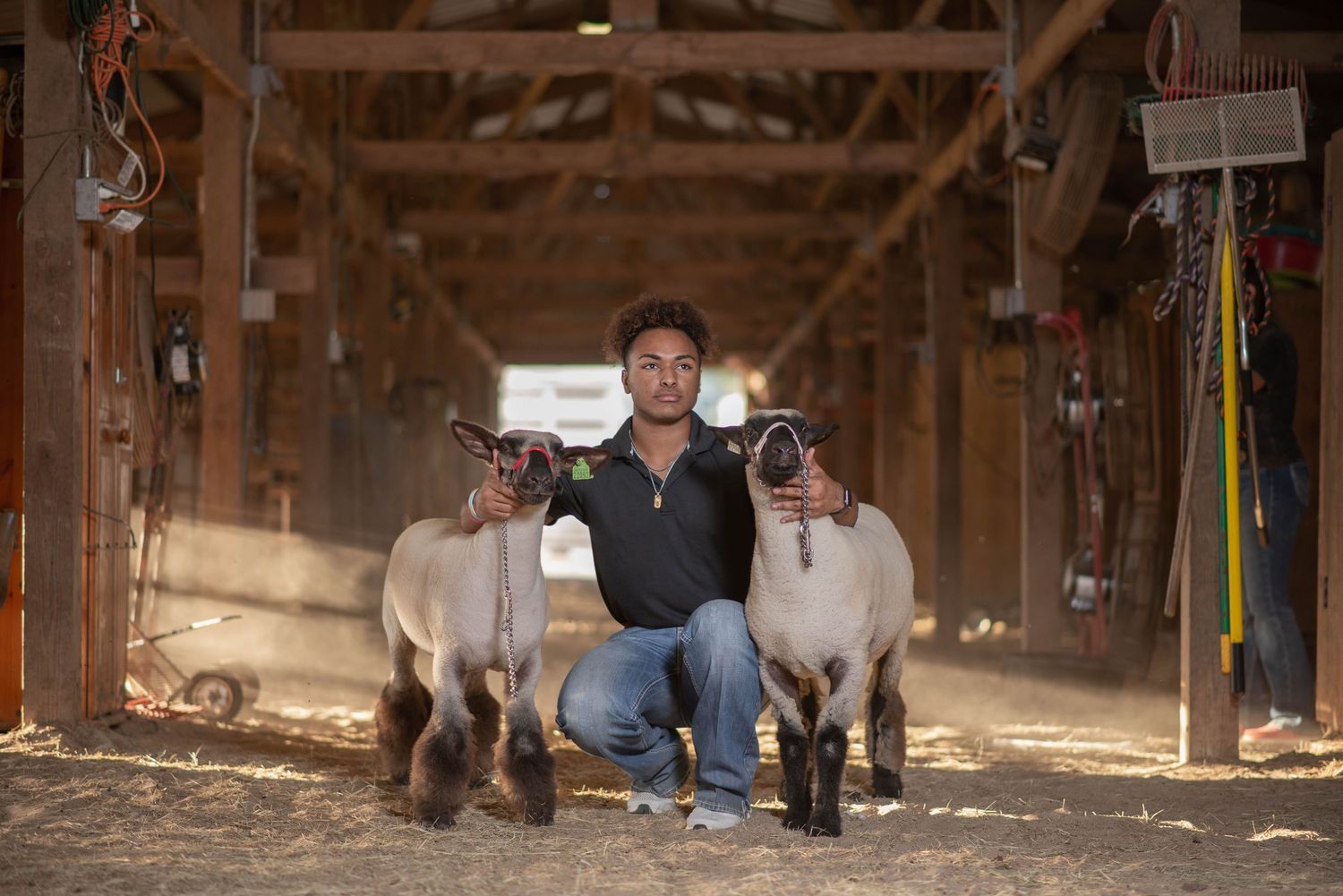 Two show lambs with their handler posing in a wooden barn setting.
