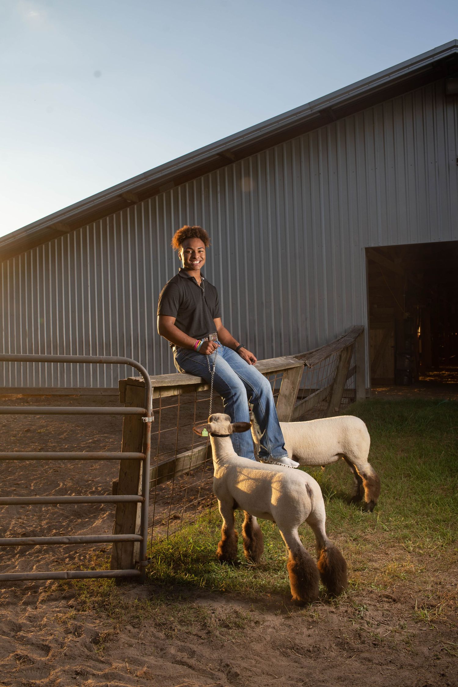 Series of photos showing a white pony against a rustic barn setting at sunset.