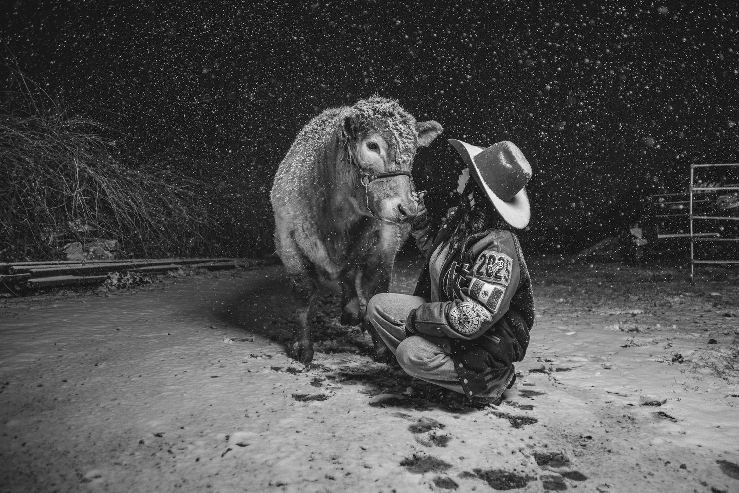 A black and white photo shows a close interaction between a cow and someone in western wear.
