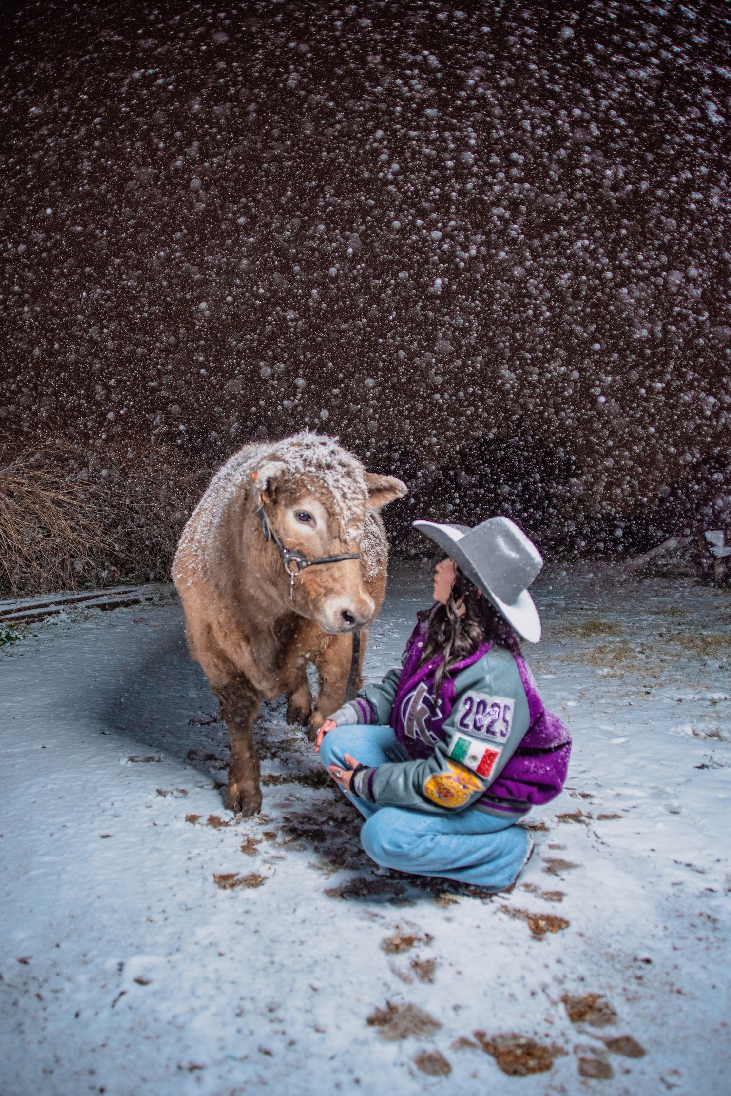 A fluffy brown cow nuzzles up to someone sitting in the snow wearing western attire.