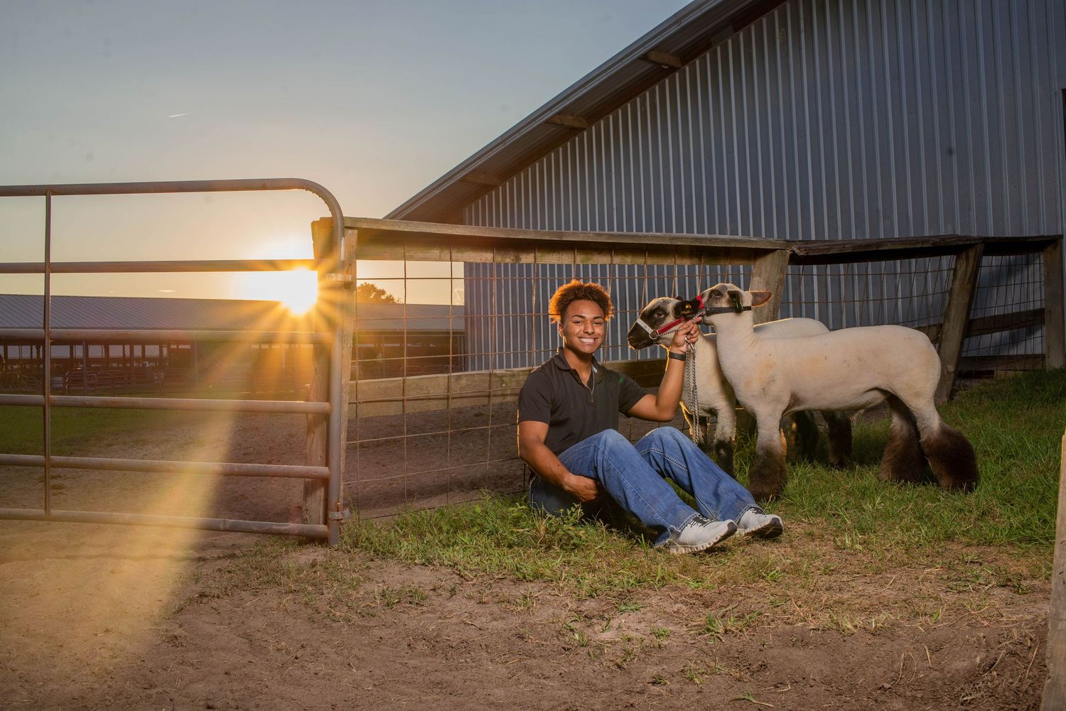 Sheep graze near a barn during a golden sunset with a rustic fence in the foreground.