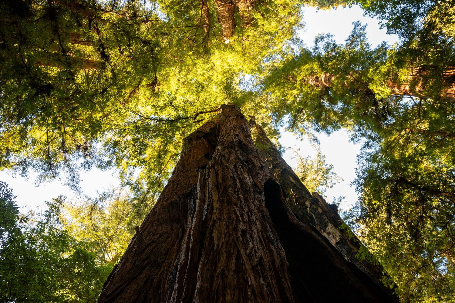 Looking up at towering redwood trees with sunlight filtering through green canopy in a peaceful forest setting.
