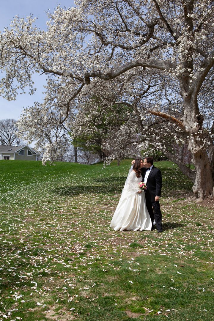 Wedding couple beneath flowering spring tree with petals scattered on grass.