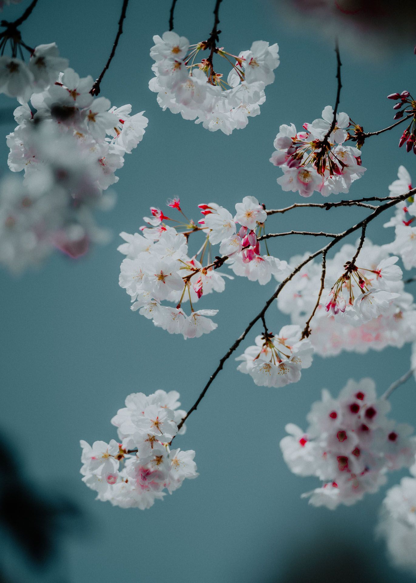 Clusters of white and pink cherry blossoms frame a tranquil turquoise sky in soft focus.
