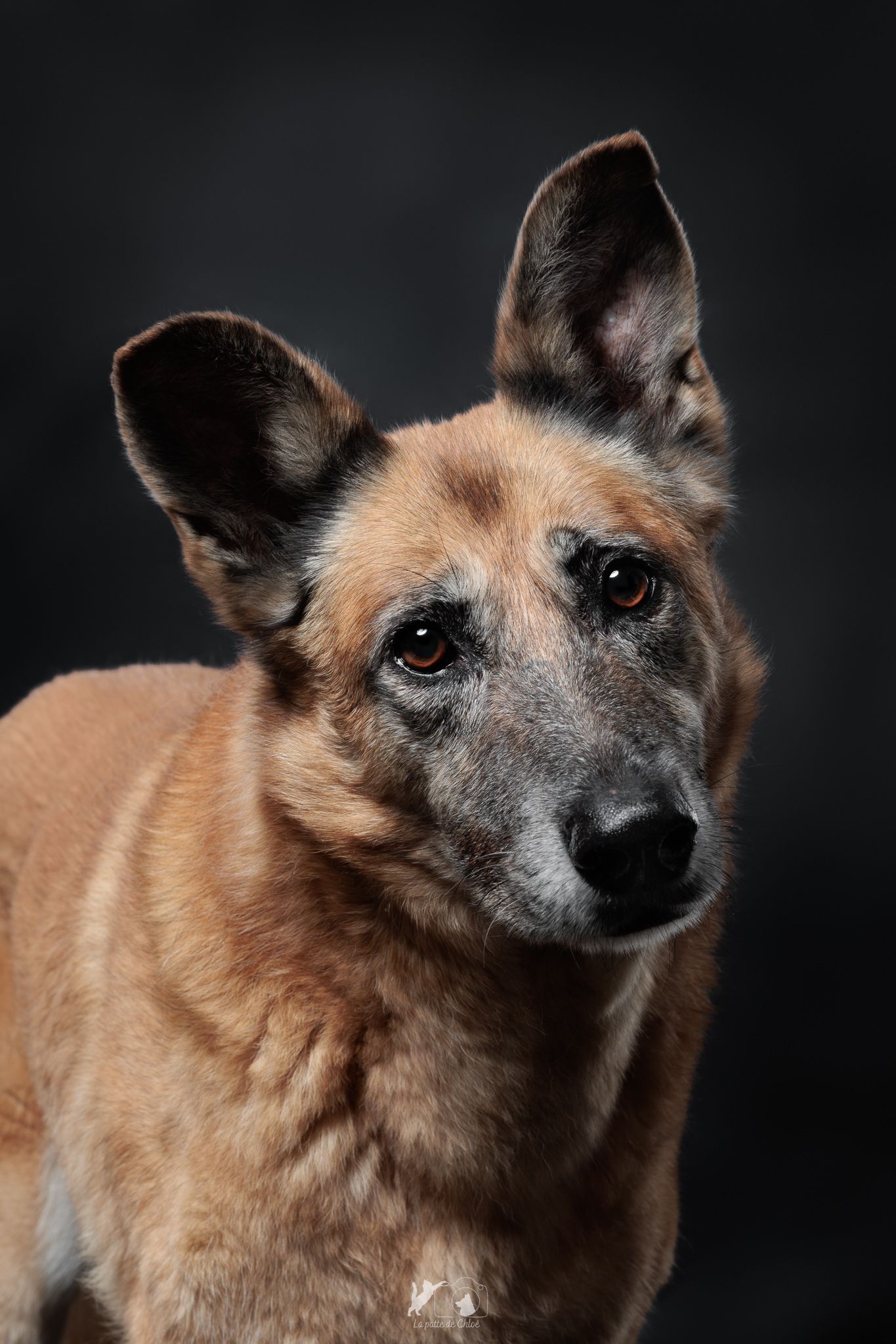 Phibie la malinoise regardant l'objectif avec curiosité