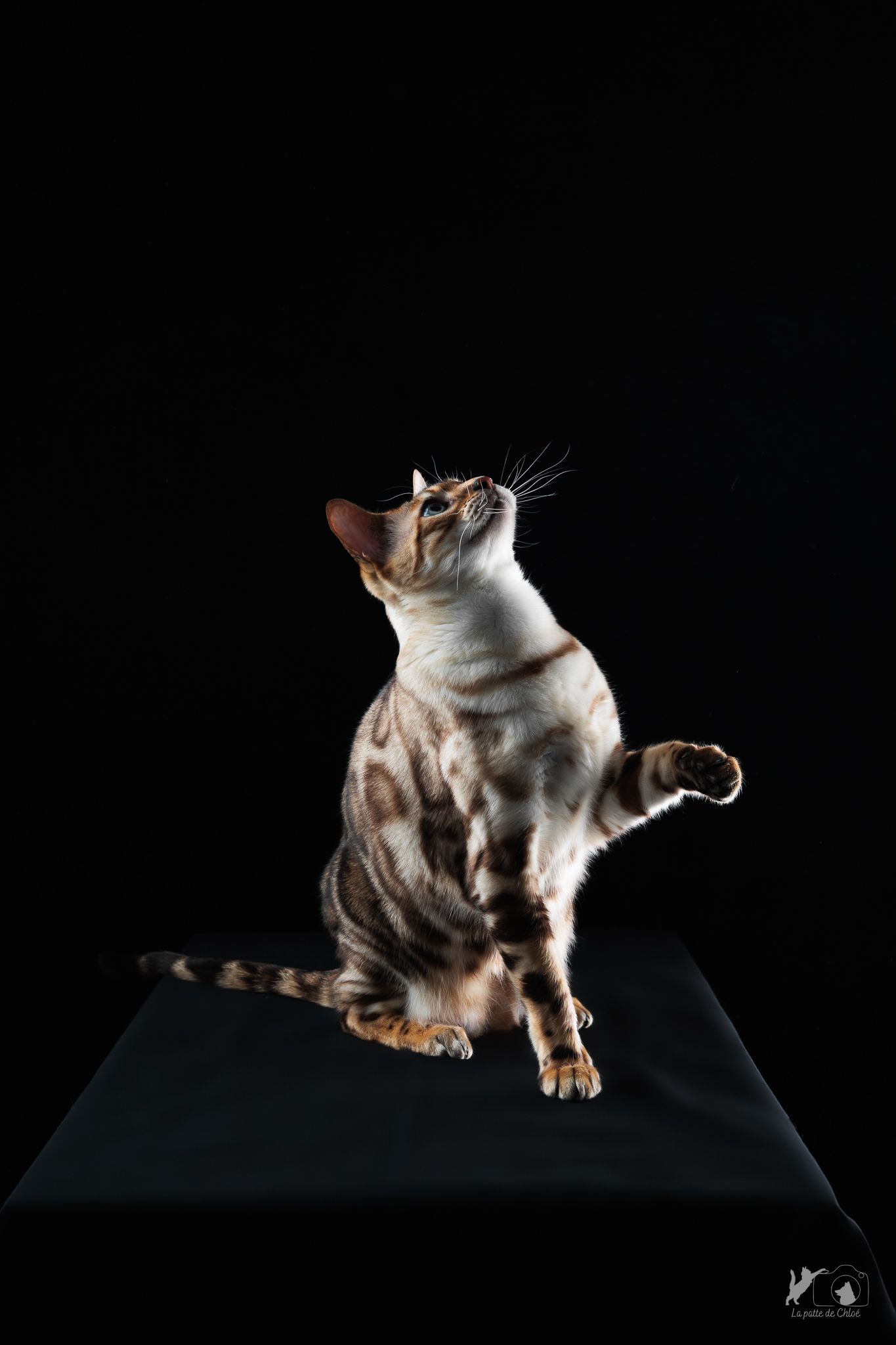 Rajah le bengal