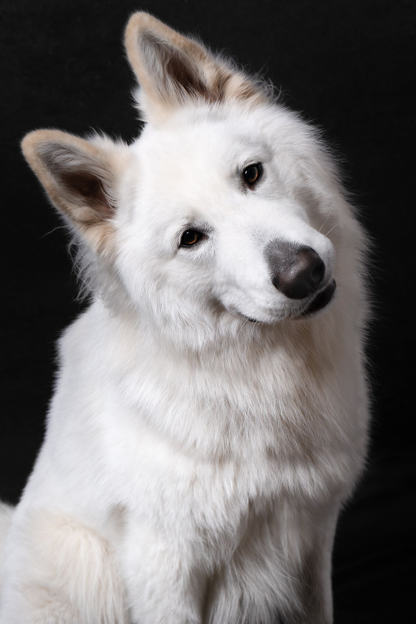 coucou! Vaillant le berger blanc suisse