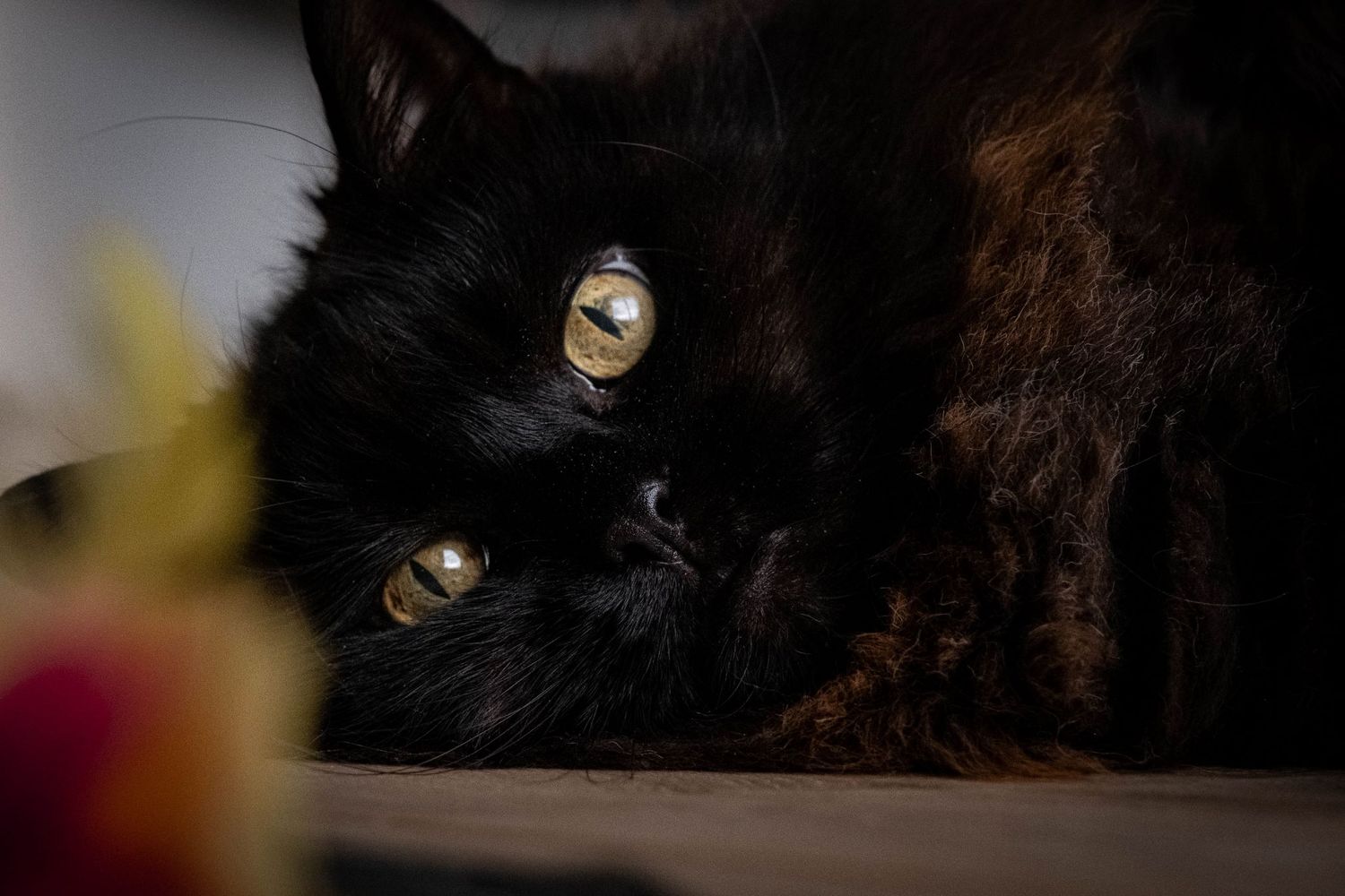 Guapa et son plumeau